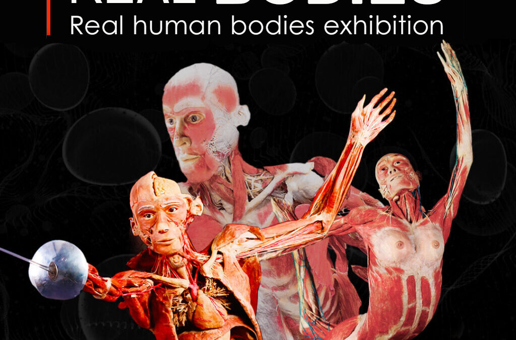 Real Bodies, il corpo umano al Castello del Monferrato