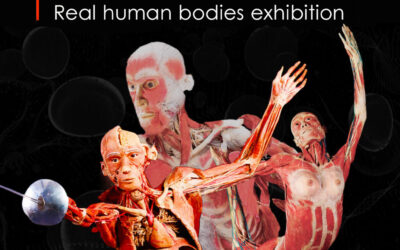 Real Bodies, il corpo umano al Castello del Monferrato